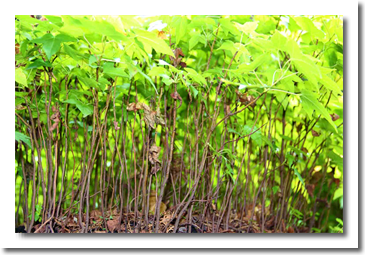 Daniel Pavon Cuellar Miniature forests d